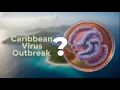 Download Lagu ALERT! Virus Outbreak Among Caribbean Islands?