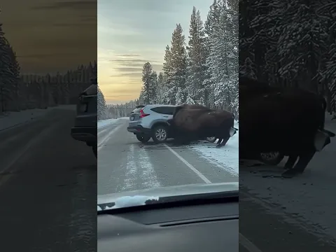 Animal attack Car!