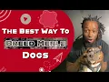 Proper Way To Breed Merle American Bully Dogs Deveauxted Kennels