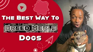 Proper Way To Breed Merle American Bully Dogs Deveauxted Kennels