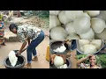 Download Lagu HOW TO POUND FUFU (AKPU) IN THE VILLAGE | BURIAL PREP | LIFE IN THE VILLAGE