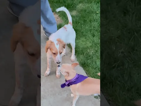 Golden Retriever meets tiny Chihuahua for the first time