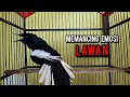 Download Lagu kacer gacor NGEPLONG tarung ini paling ampuh buat PANCINGAN KACER agar EMOSI NYAUT