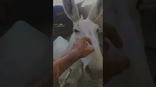 لبوة الاحساء السعودية Donkey البحرين الجرن سباق  لبوة الاحساء السعودية Donkey البحرين الجرن سباق