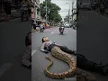 Download Lagu ANEH!! KAKI POLWAN JADI ULAR PITON, APAKAH INI NYATA??