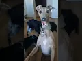Download Lagu Grappige honden video
