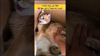 قطة على وشك الولادة تتوسل لصاحبتها أن تبقى معها مؤثر قطط  قطة على وشك الولادة تتوسل لصاحبتها أن تبقى معها مؤثر قطط