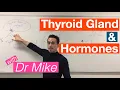 Thyroid Gland and Hormones