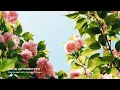 [1hour] Spirited Away OST - One Summer's Day (Piano Cover)