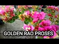 Download Lagu Diskusi Proses Golden Rao 
