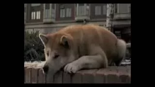 موسيقى حزينة جدا Mp3 مع قصة وفاء Hatchi التي ابكت العالم  موسيقى حزينة جدا Mp3 مع قصة وفاء Hatchi التي ابكت العالم