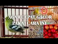 Download Lagu Cara Merawat Burung Cipoh Agar Cepat Bunyi Dan Gacor #kicaumania