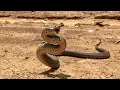 AUSTRALIAN EASTERN BROWN SNAKE(Pseudonaja textilis) DEFENSIVE BEHAVIOR EXPLAINED.
