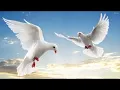 Download Lagu SHALOM 2 E GLORIA LES DEVLESKI ALEX PARIS KHANGERY