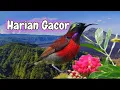 Download Lagu Anna's Hummingbird Singing