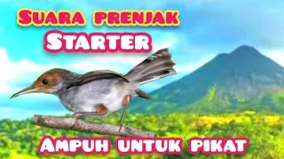 Download SUARA  PIKAT PRENJAK STARTER  RIBUT||Prenjak ncrecet MP3