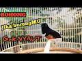 Download Lagu Suara pancingan master burung murai, buat naikan Birahi dan Gacor murai yang dengar! Juara nasional