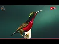 Beautiful Bird Sounds Hummingbird Breathtaking Nature Stress Relief Healing Ambiance