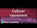 Cellular movement Cells MCAT Khan Academy
