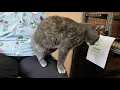 Ana - Dilute Tortie for Adoption Sheets Pet Clinic