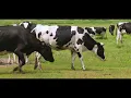 Download Lagu Waterpeilverhoging en onderzoek boerderijcompostering in de Blankaart