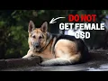 7 Reasons You SHOULD NOT Get A Female German Shepherd