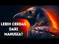 Download Lagu Burung Gagak Bukan Sekadar Pintar, tapi Sangat Cerdas