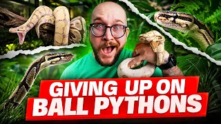 Everyone is GIVING UP on Ball Pythons Here s Why