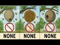 Every Type of Wasp Explained in 7 Minutes