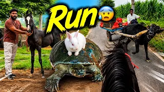 Finally First Time Panchmukhi Is Out  😨Turtle V/S Rabbit 🐇 