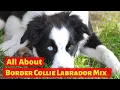 Is the Border Collie Lab Mix really the easiest dog to get along with