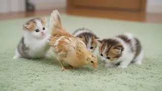 [Virtual Story] Born Different. Grew Up Together. Now Family Forever. 🐱🐔