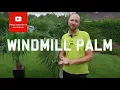 Download Lagu All you need to know about a Windmill palm