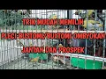 Download Lagu Cara mudah memilih pleci bustomi/buxtomi jantan ombyokan