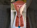 Download Lagu Moving of male sperms in female vagina