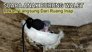 Download Rekaman suara anak burung walet MP3