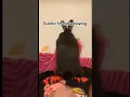 FUNNY BUNNY SUBTLE FORESHADOW