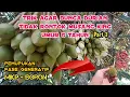 Lagu Cara Mengatasi Agar Bunga Durian Tidak Rontok~Aplikasi MKP \u0026 Boron  Durian Musang King Umur 5 Tahun