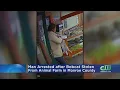 Man Who Stole Bobcat From Pocono Snake Animal Farm In Custody