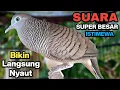 Perkutut Lokal Gacor Suara Kung Besar Pancingan Burung Perkutut Agar Bunyi.