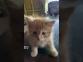 Download Lagu Joget ajaa.. #cat #catvideos #pets #kitten #dance