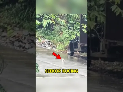 Kesedihan kucing kecil ditengah hujan🥺❤️