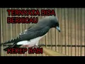 Download Lagu SUARA BURUNG KEKEP BABI