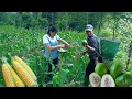 Download Lagu Full Video: 20 days DAU \u0026 TU lived happily together from hardship to happiness