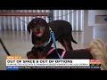 Overcrowding at Arizona animal shelters hurting rural ones in Yuma