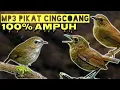 Download Lagu KOMBINASI SUARA PIKAT BURUNG CINGCOANG COKLAT