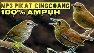 kombinasi suara pikat burung cingcoang coklat