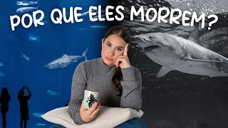 Tubarões-Brancos em Aquários: Uma História de Tentativas e Fracassos
