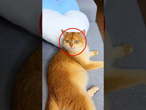 This Cat Took Revenge 😂🐱
