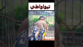 تغريد قوي مقنين طيواواطي Cardellino عشاق الحسون تغريد الحسون 
